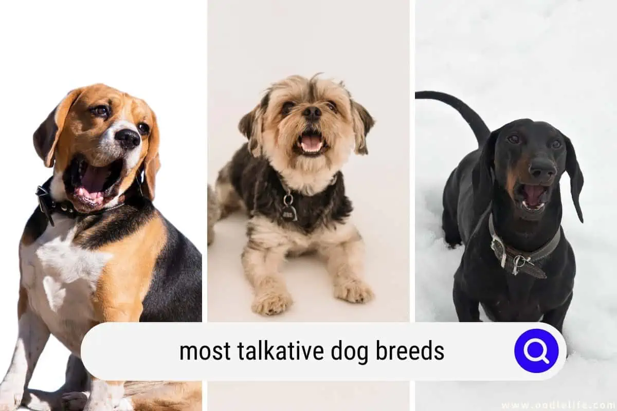 talkative dog breeds