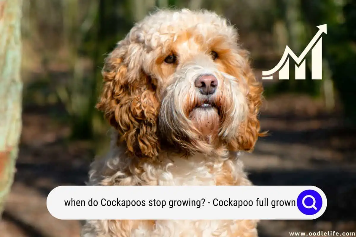 when do Cockapoos stop growing