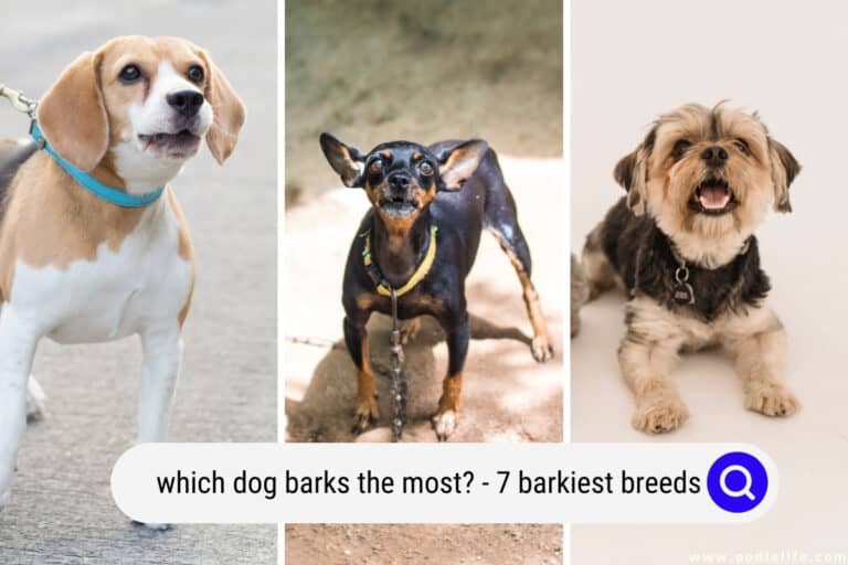 Which Dog Barks the Most? (7 Barkiest Breeds with photos)