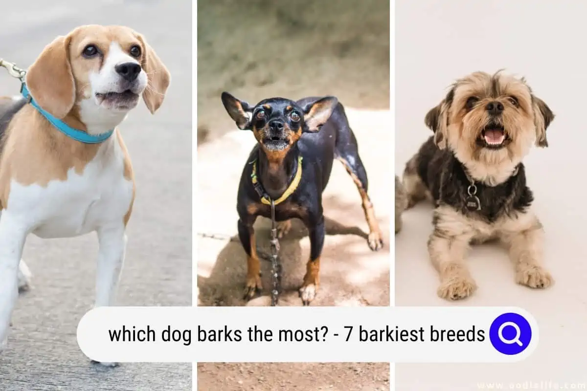 which dog barks the most