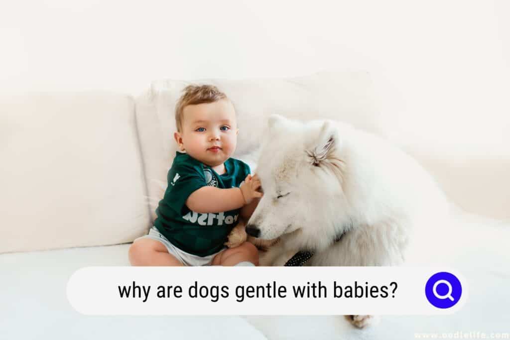 why are dogs gentle with babies