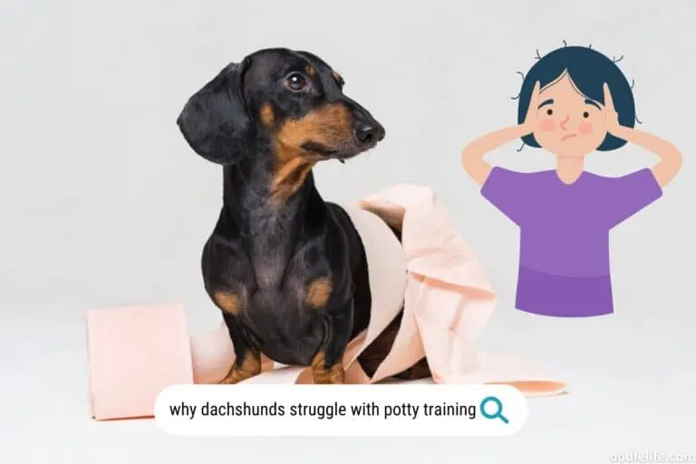 Why Dachshunds Are Hard to Potty Train: Expert Insights