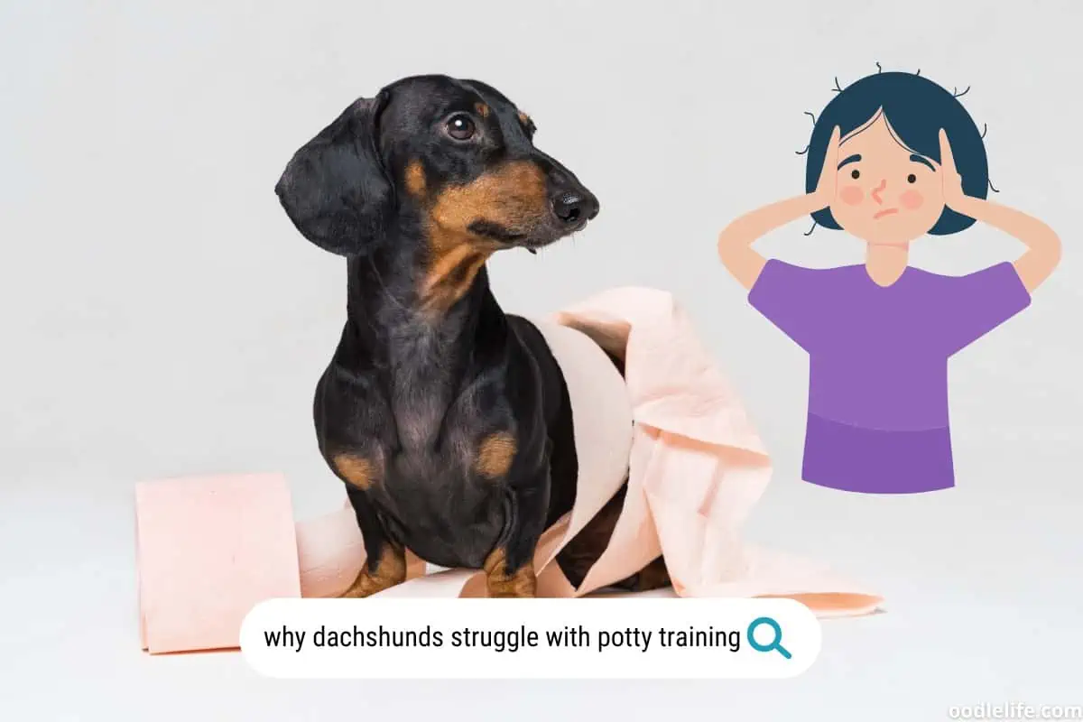 Why Dachshunds are hard to potty train