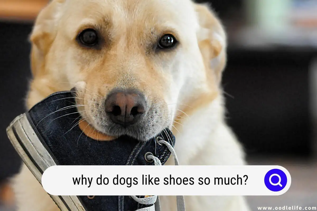 why do dogs like shoes