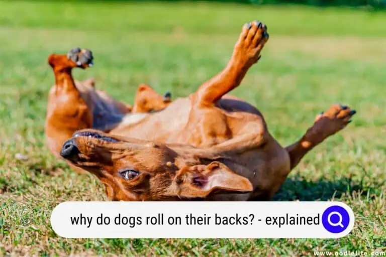Why Do Dogs Roll On Their Backs? (Explained)