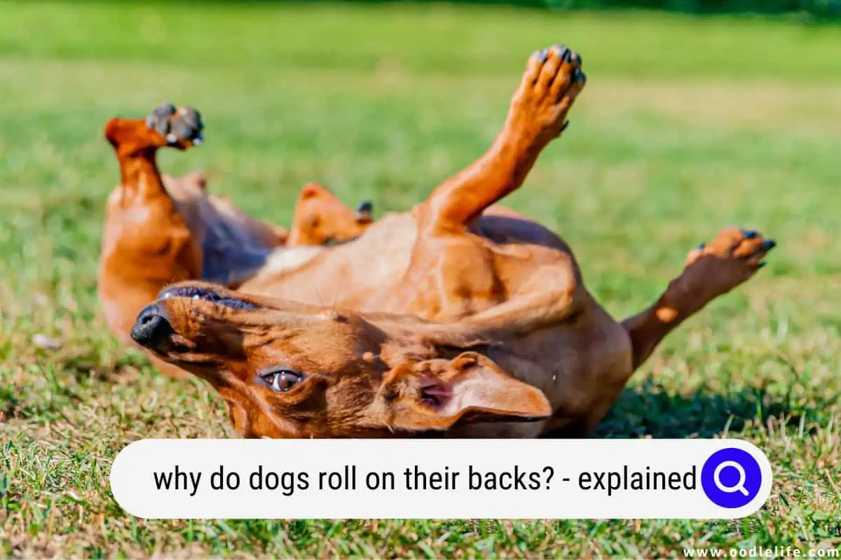 why do dogs roll on their backs