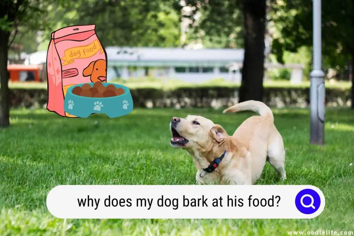 why does my dog bark at his food