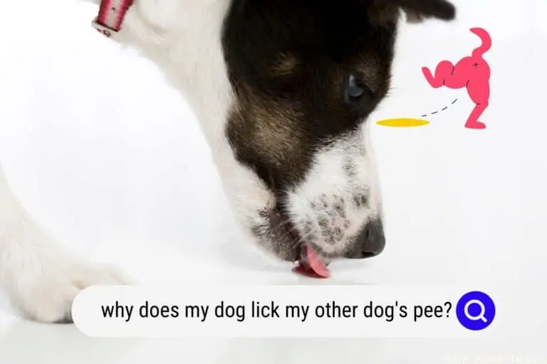 Why Does My Dog Lick My Other Dog’s PEE?