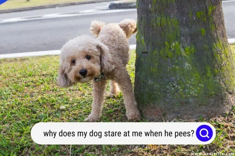 why does my dog stare at me when he pees