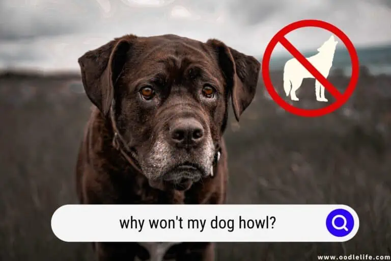 Why Won’t My Dog Howl? [5 Reasons]