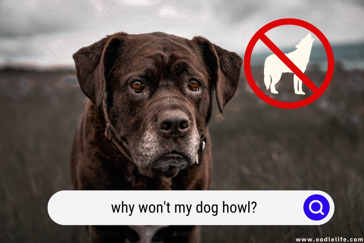 Why Won't My Dog Howl? [5 Reasons] Oodle Life