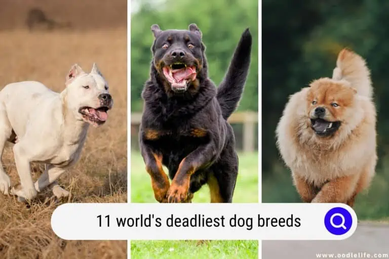 Top 11 World’s Deadliest Dog Breeds (+ Photos)