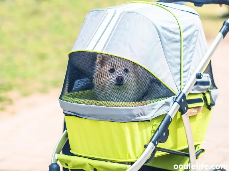 behaved dog in a stroller