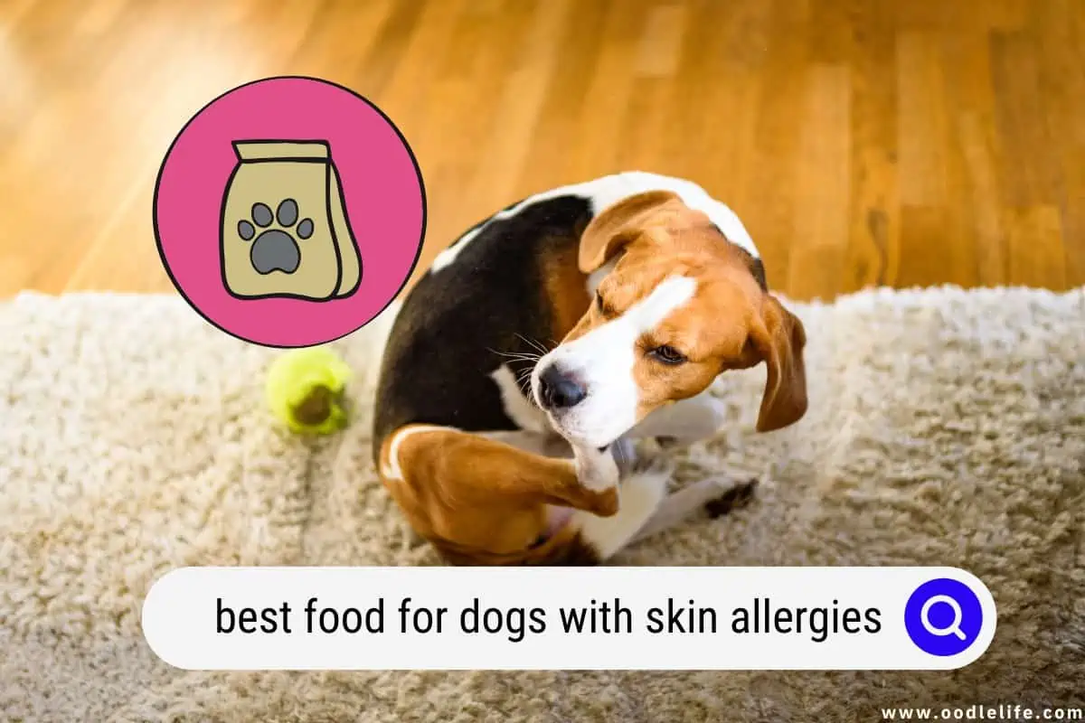 best food for dogs with skin allergies