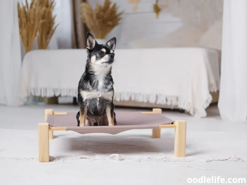 Chihuahua on his dog bed