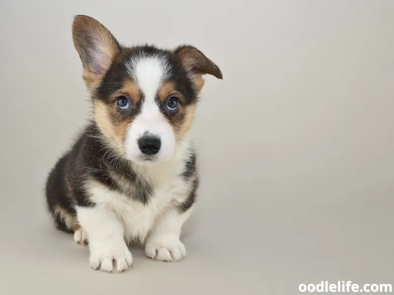 Corgi puppy looks up