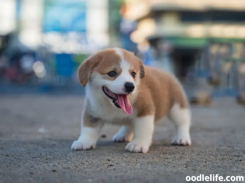 Corgi puppy stands and pants