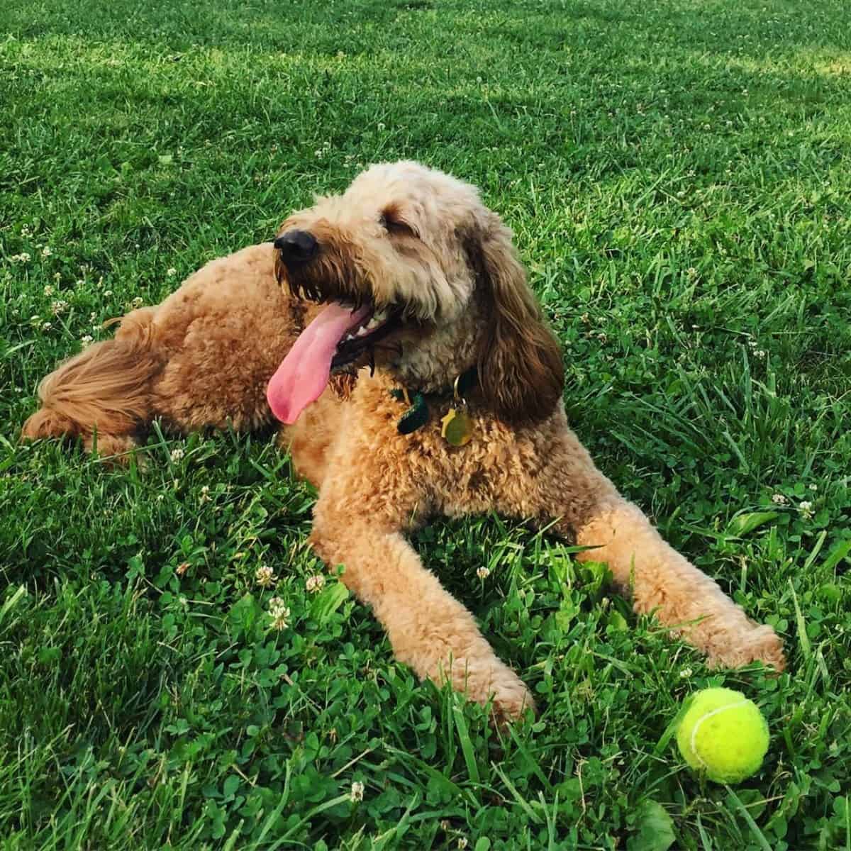 dirty Goldendoodle with ball