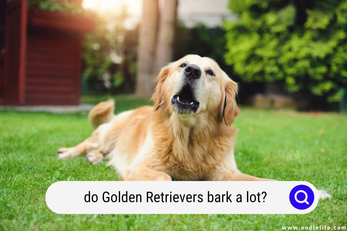 Do Golden Retrievers Bark A Lot? Oodle Life