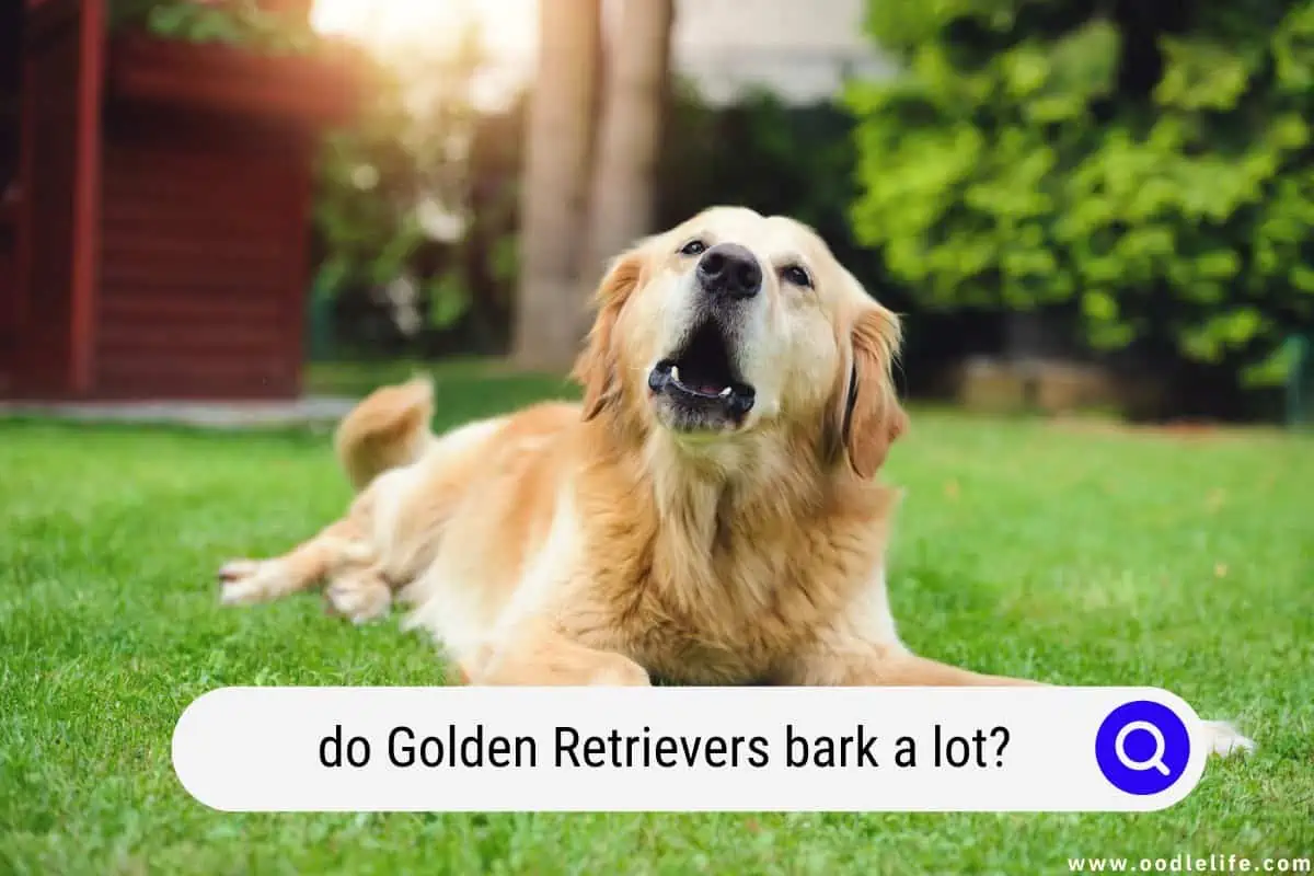 do Golden Retrievers bark a lot