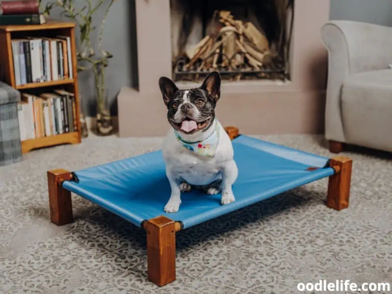 dog and an elevated dog bed