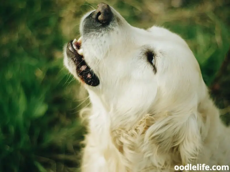 dog barks due to anxiety