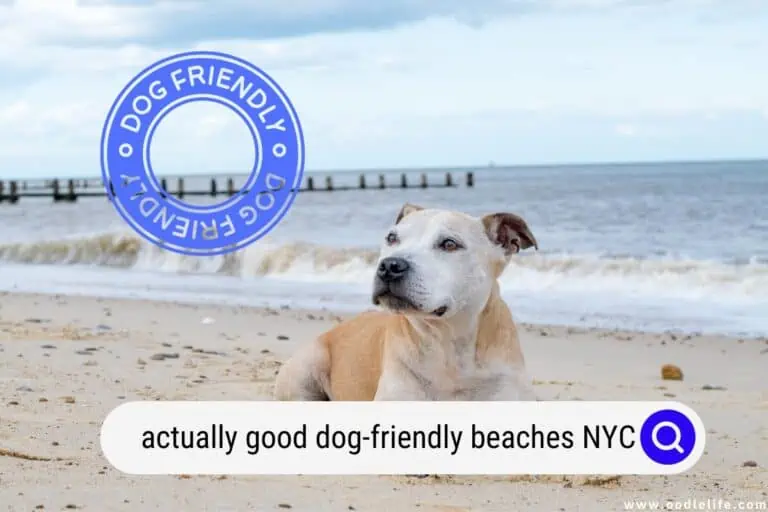 Actually Good Dog-Friendly Beaches NYC (2024) New York