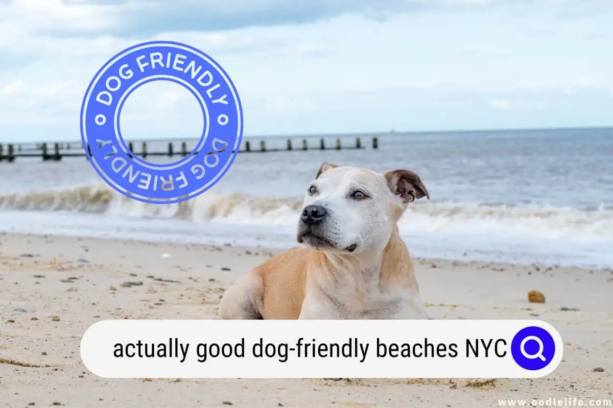 dog-friendly beaches nyc