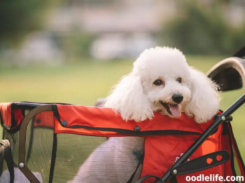 4 Best Dog Strollers For LARGE Dogs (2024) OodleLife®
