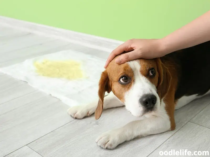 dog pee pad training