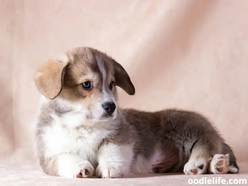 floppy ears of a Corgi puppy