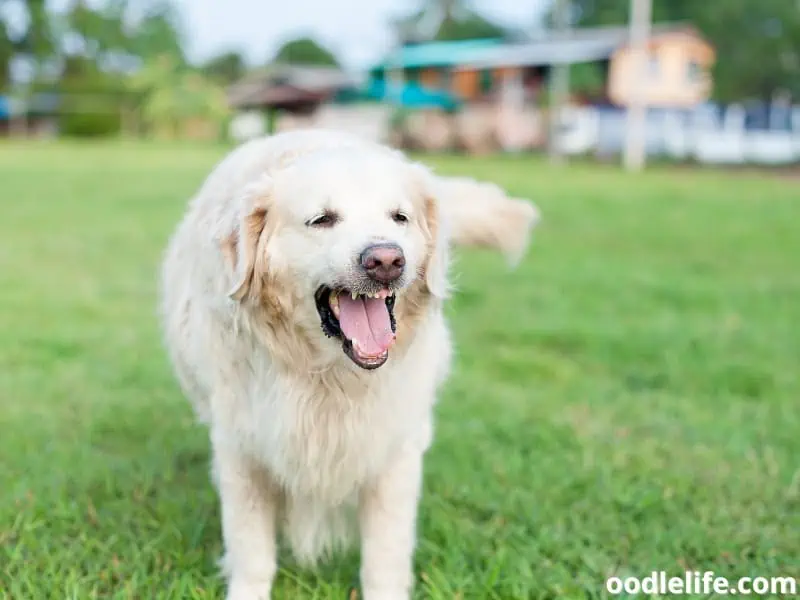 Golden Retriever barks at the park