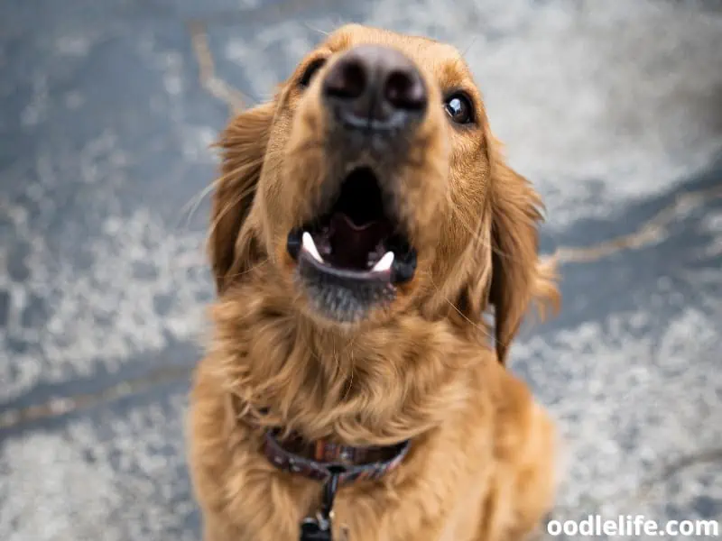 Golden Retriever barks continuously