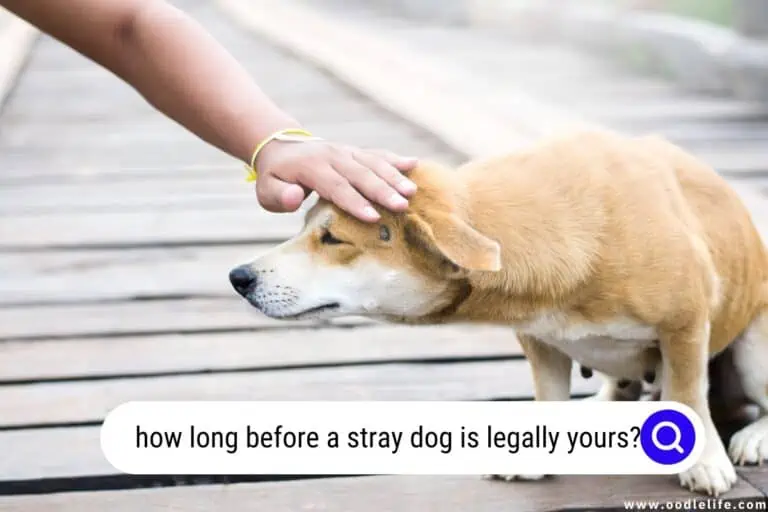 How Long Before A Stray Dog Is Legally Yours?