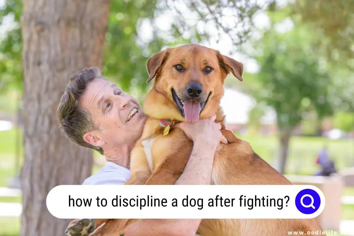 how to discipline a dog after fighting