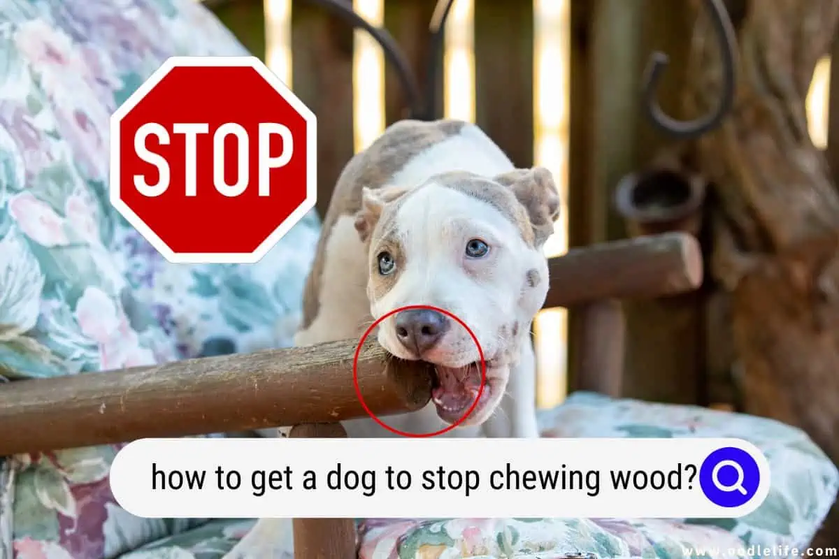 how to get a dog to stop chewing wood