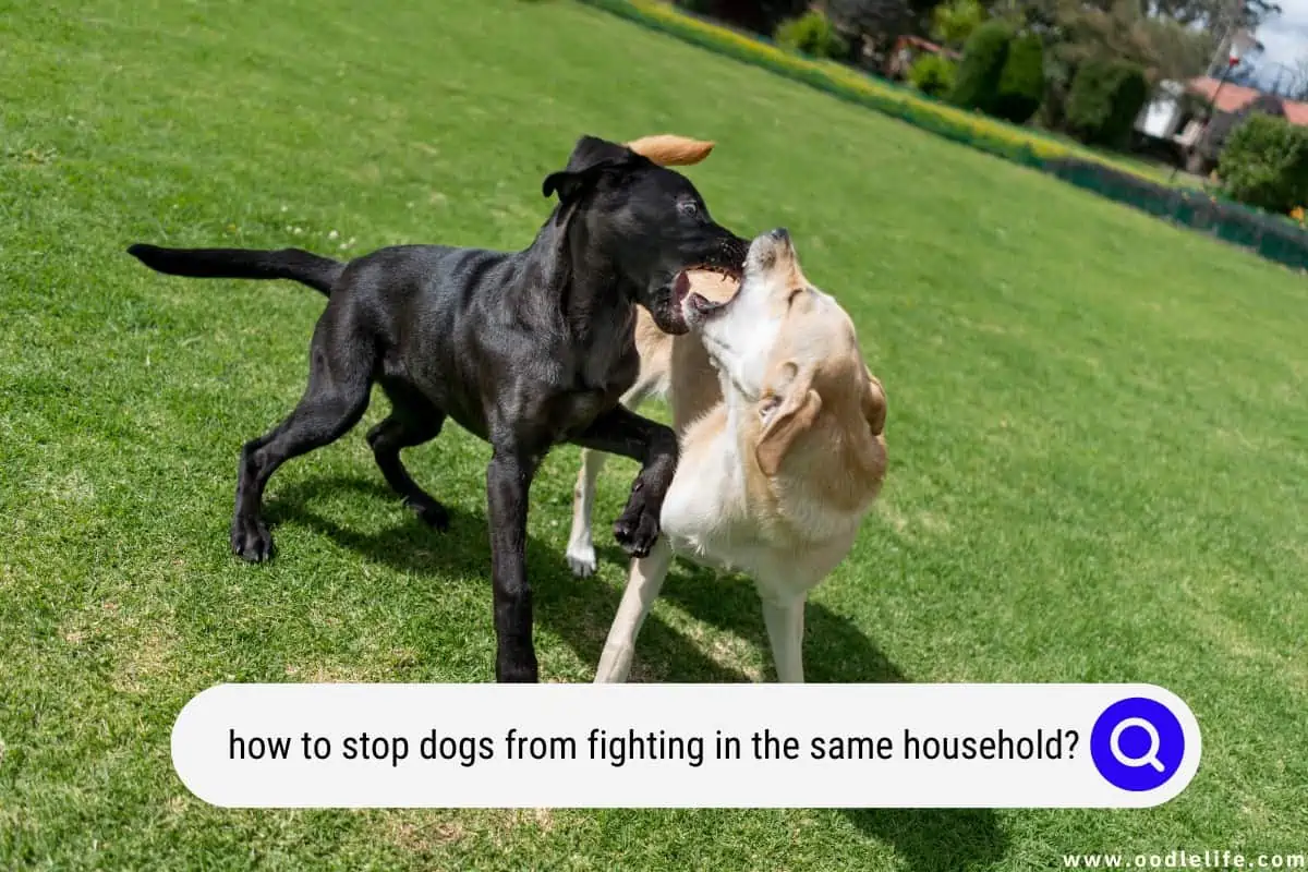 how to stop dogs from fighting in the same household