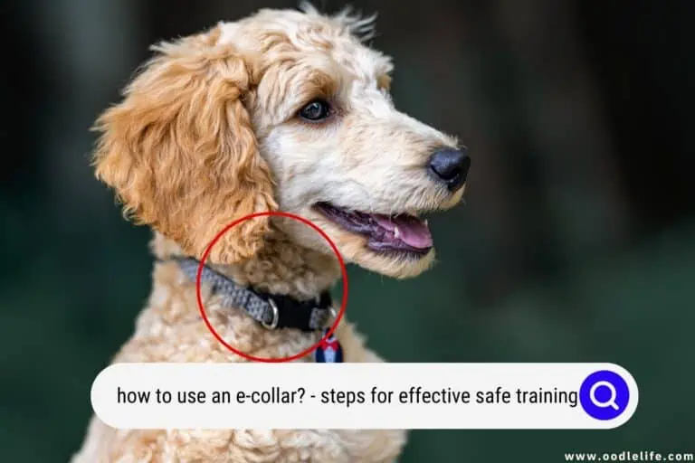 How To Use an E-Collar? (Steps for Effective Safe Training)