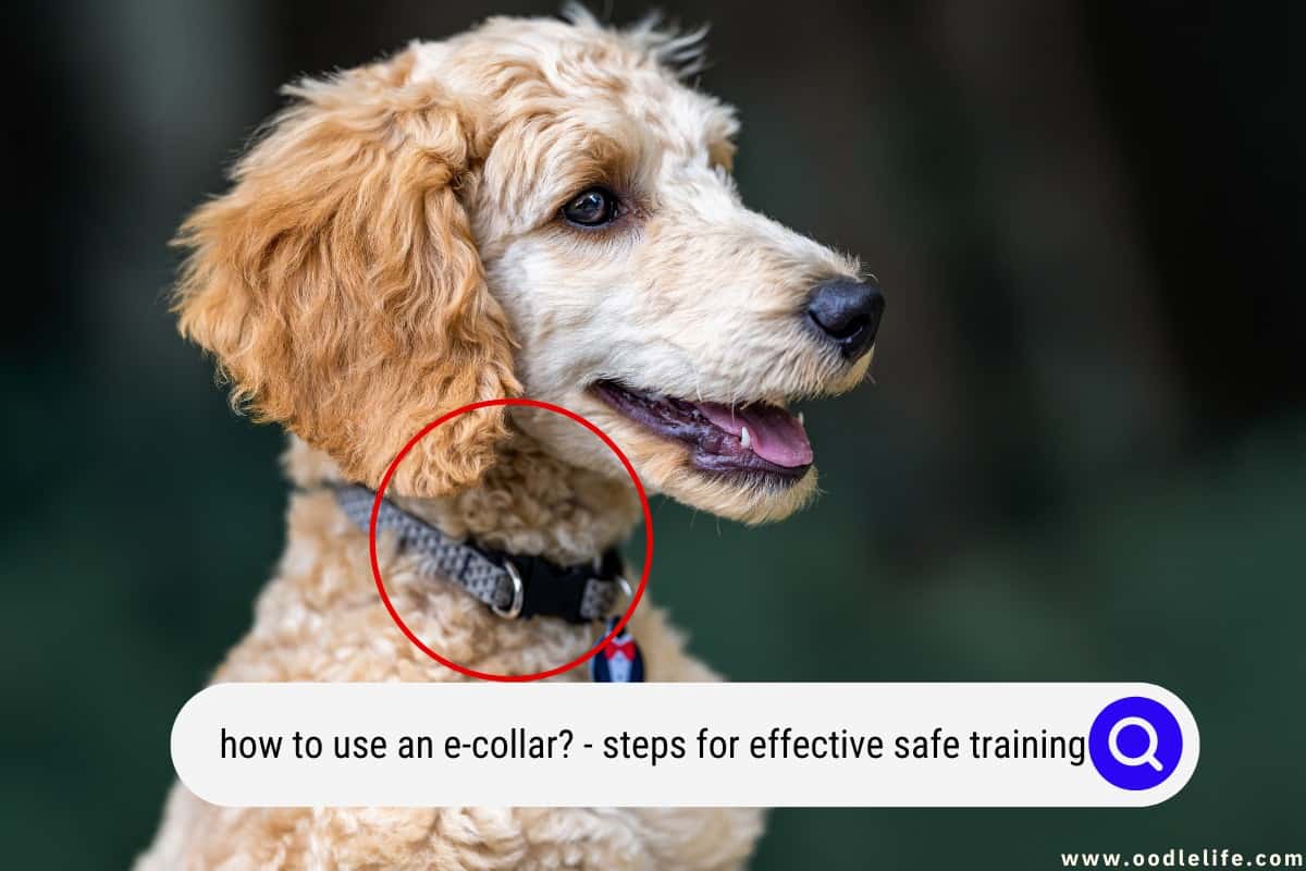 how to use an e-collar