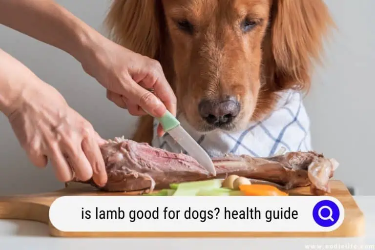 Is Lamb Good for Dogs? Health Guide