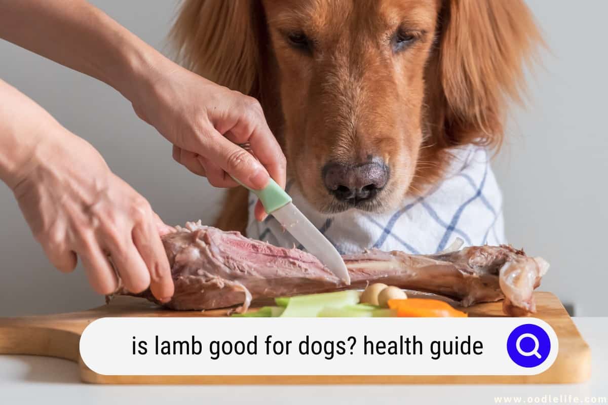 Is lamb fat good for dogs top