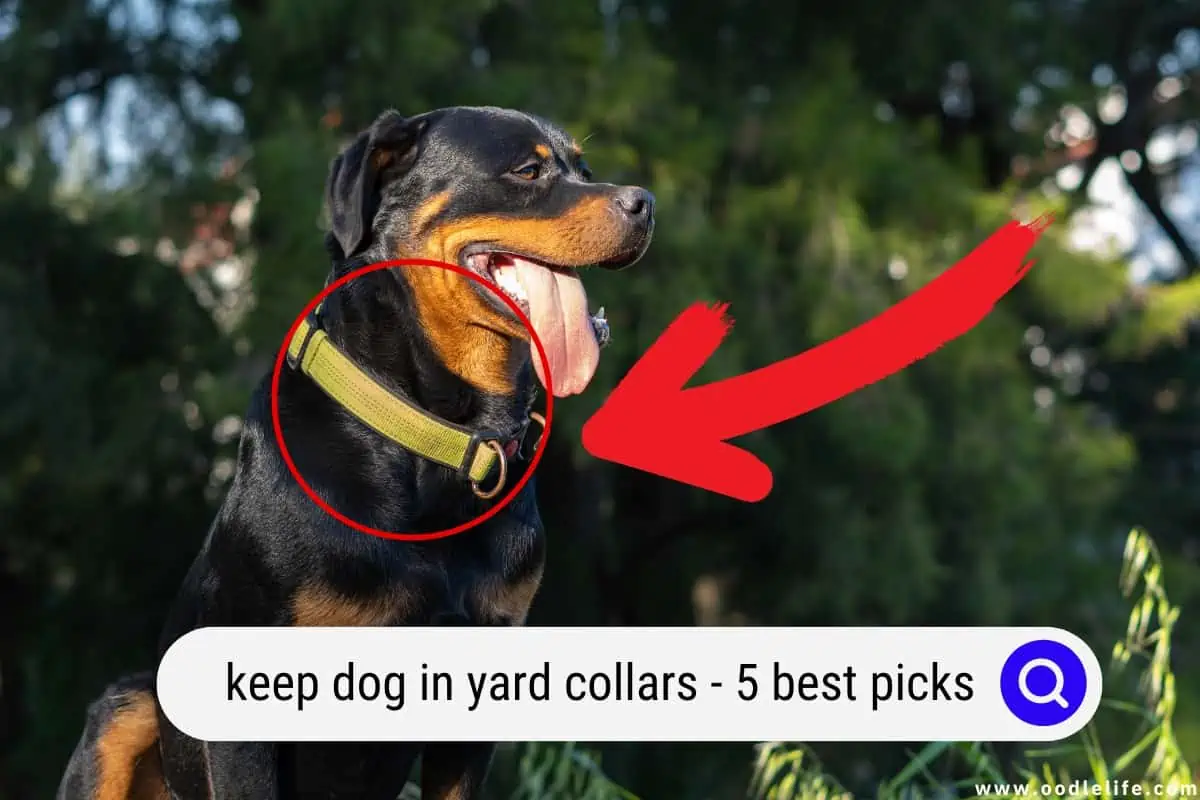 keep dog in yard collar