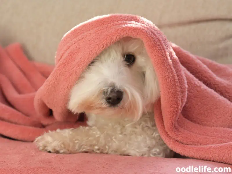 Maltese under the blanket