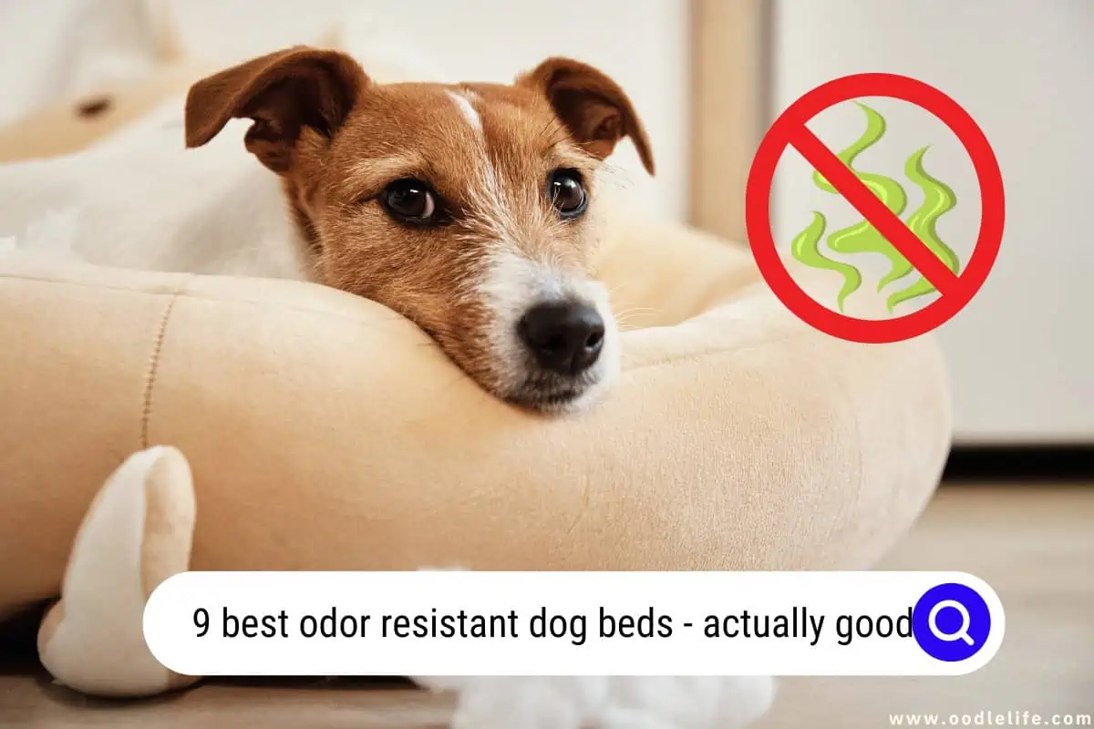 odor resistant dog beds