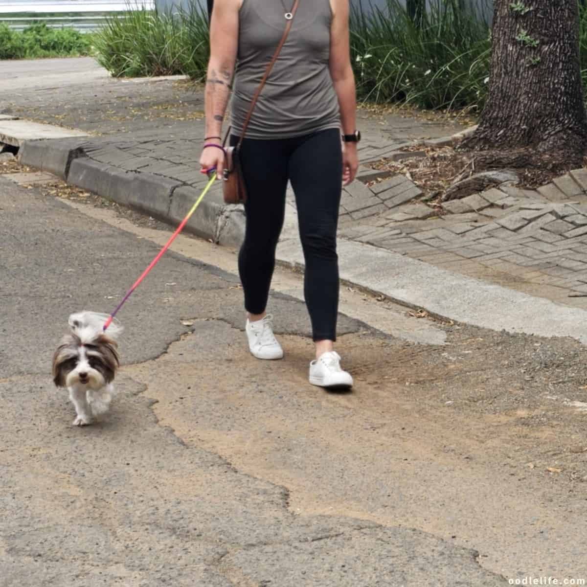 owner with dog pants