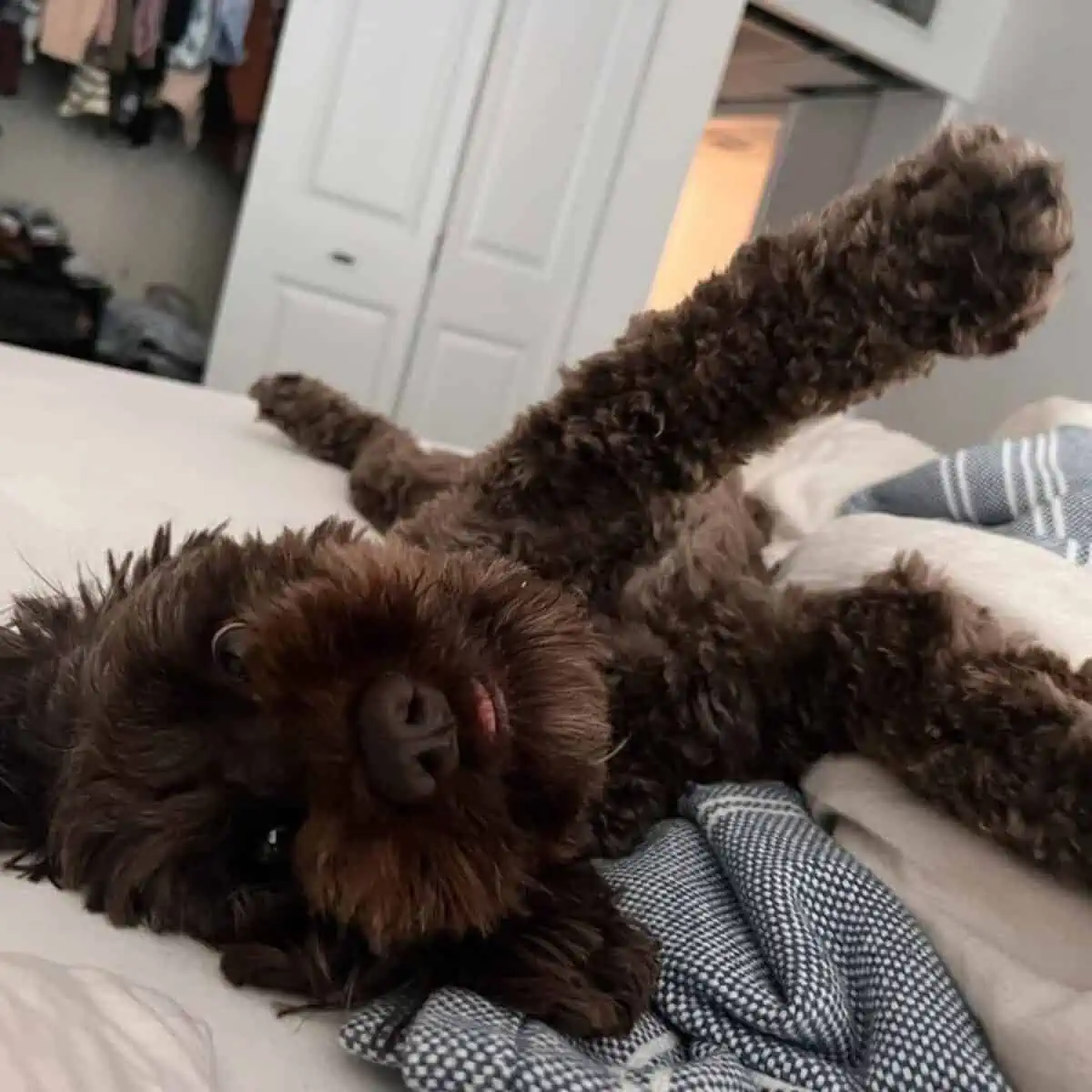 playing Cockapoo in bed