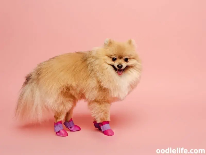 Pomeranian Spitz wears pink shoes