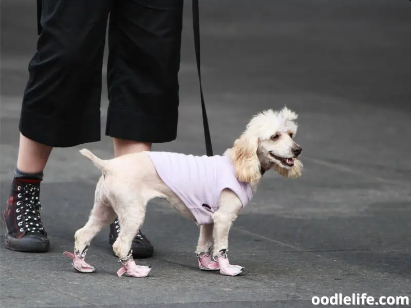 Poodle wearing dress and shoes