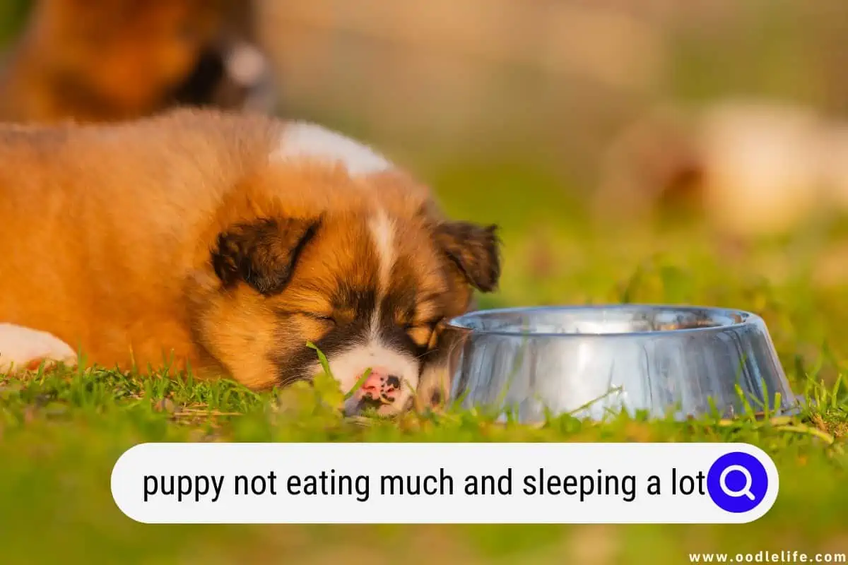 puppy not eating much and sleeping a lot