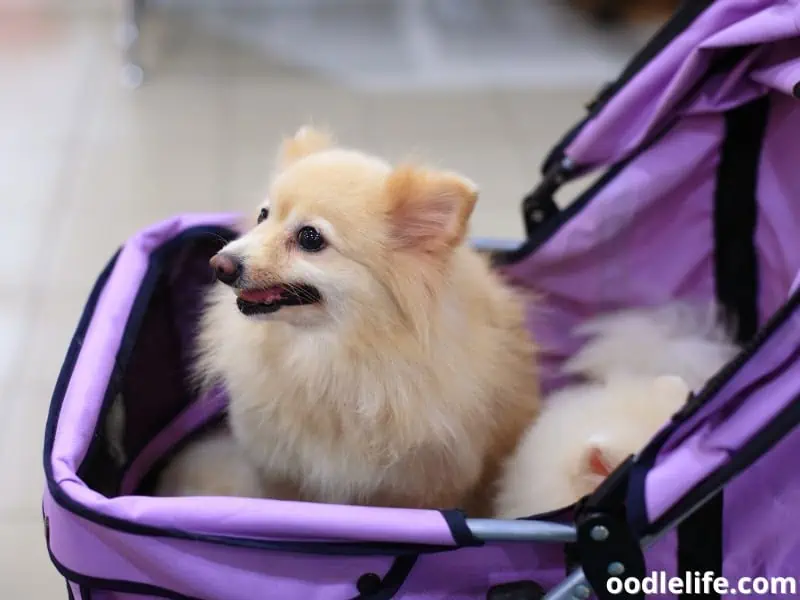 relaxing in a dog stroller